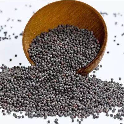 Rai - corriander seeds -1kg